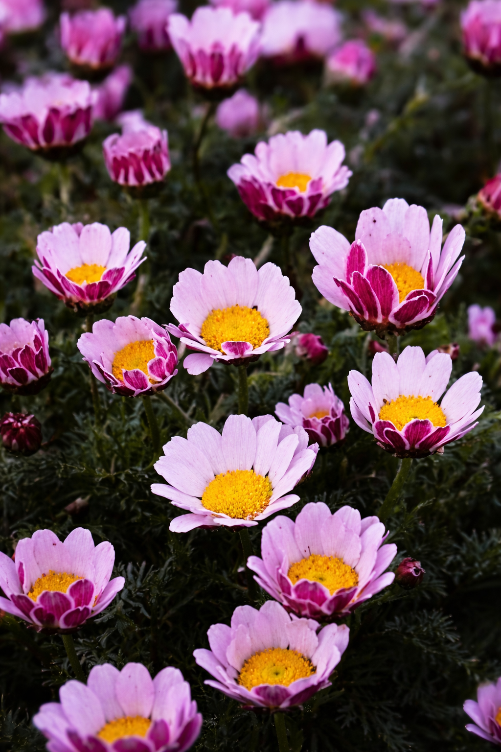 Sziklakertbe való örökzöld a szárazságot jól türi, de a nedves talajt nem szereti.