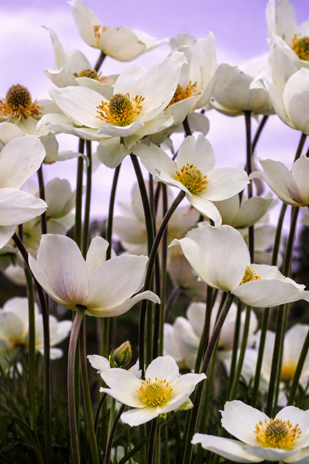 Természetközeli kertekbe ajánljuk, nektároázis és illatos.