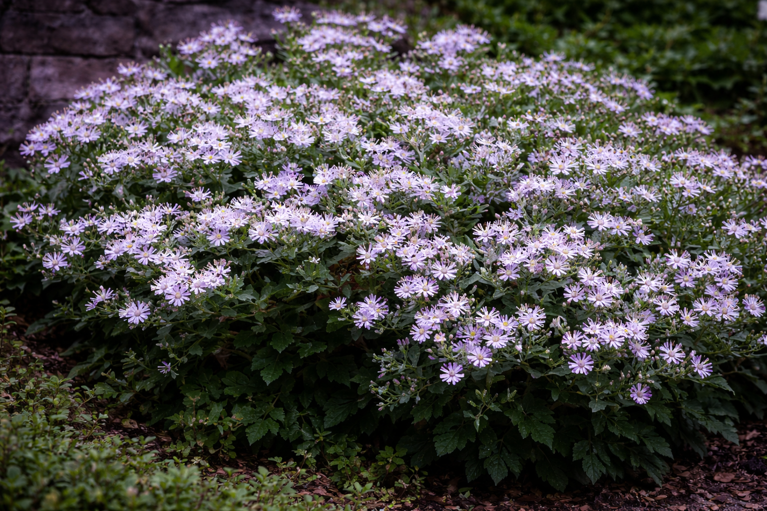 Évelőágyásba egészen a fagyokig díszit.