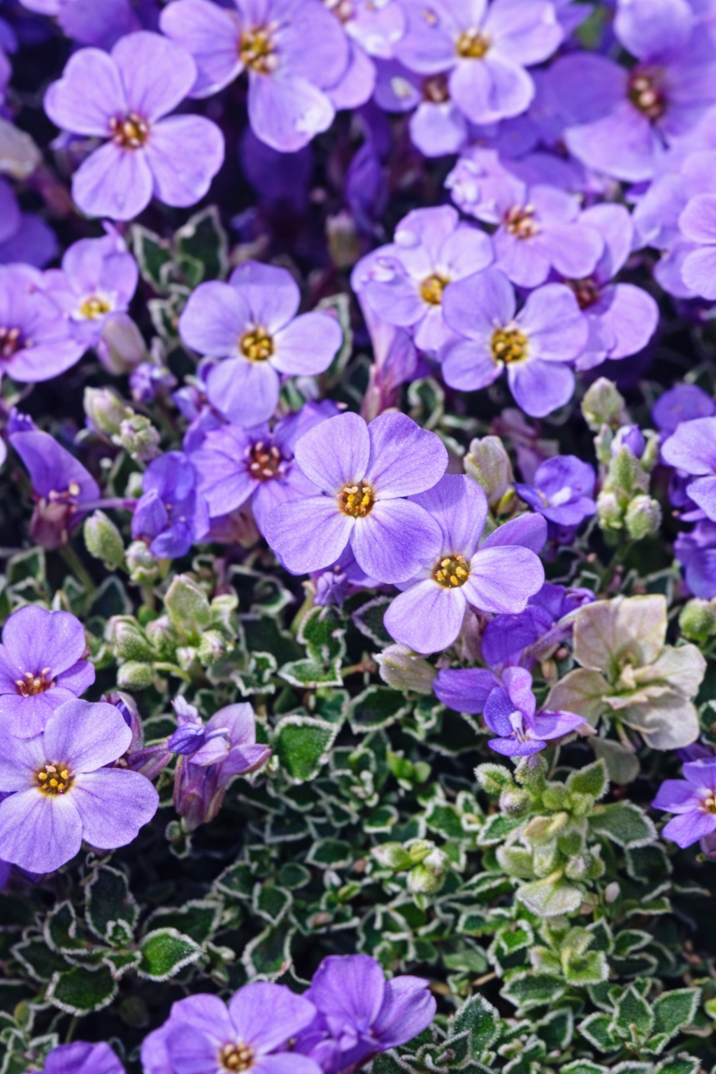 Sziklakertbe, örökzöld, fehér-zöld tarka lomb, talajtakaró évelő, pangó vízre érzékeny
