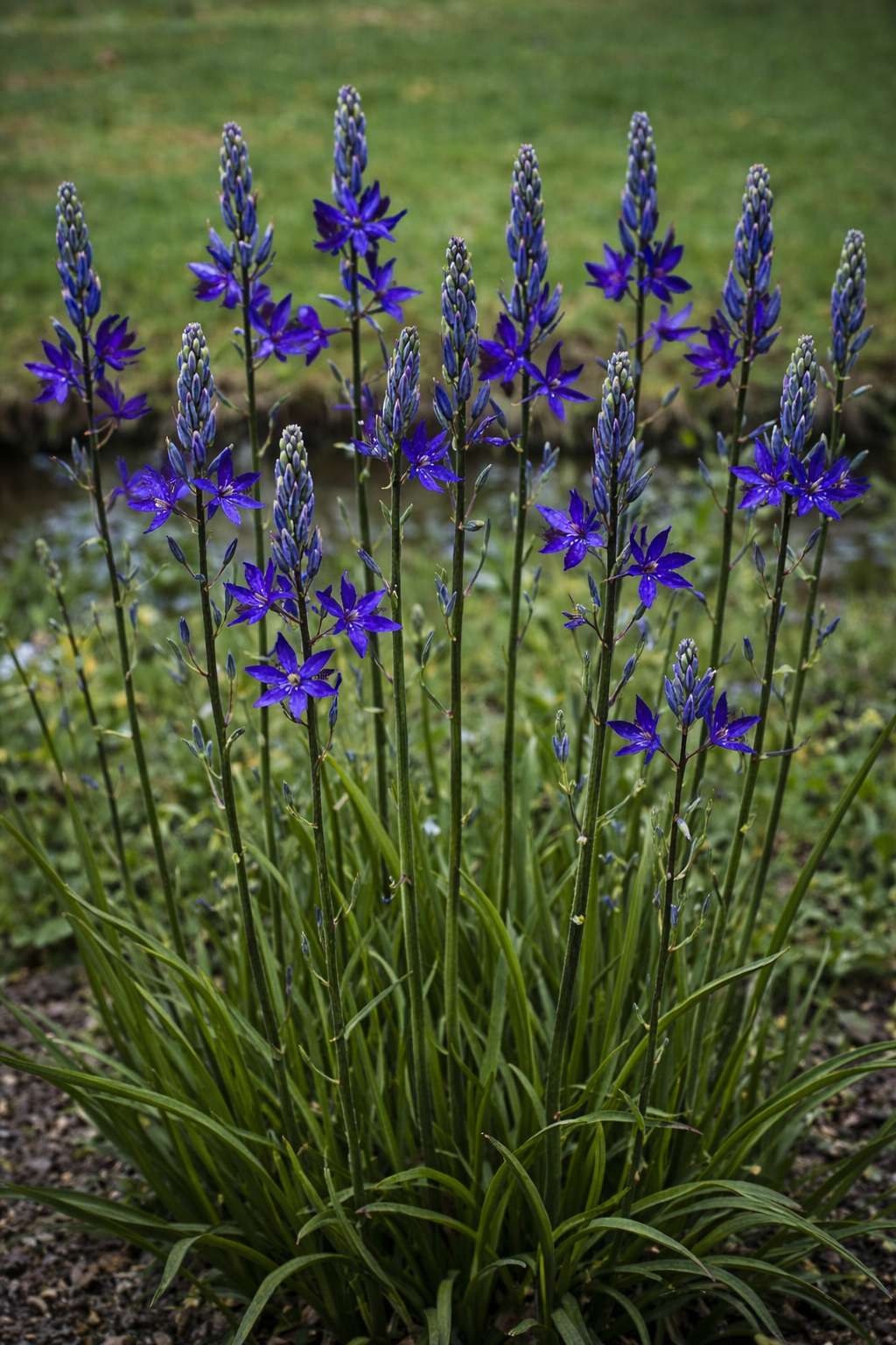 Szereti a nedves talajt, de a pangó vízet nem. Természetközeli kertekbe és tópart mellé tökéletesen illeszkedik.
