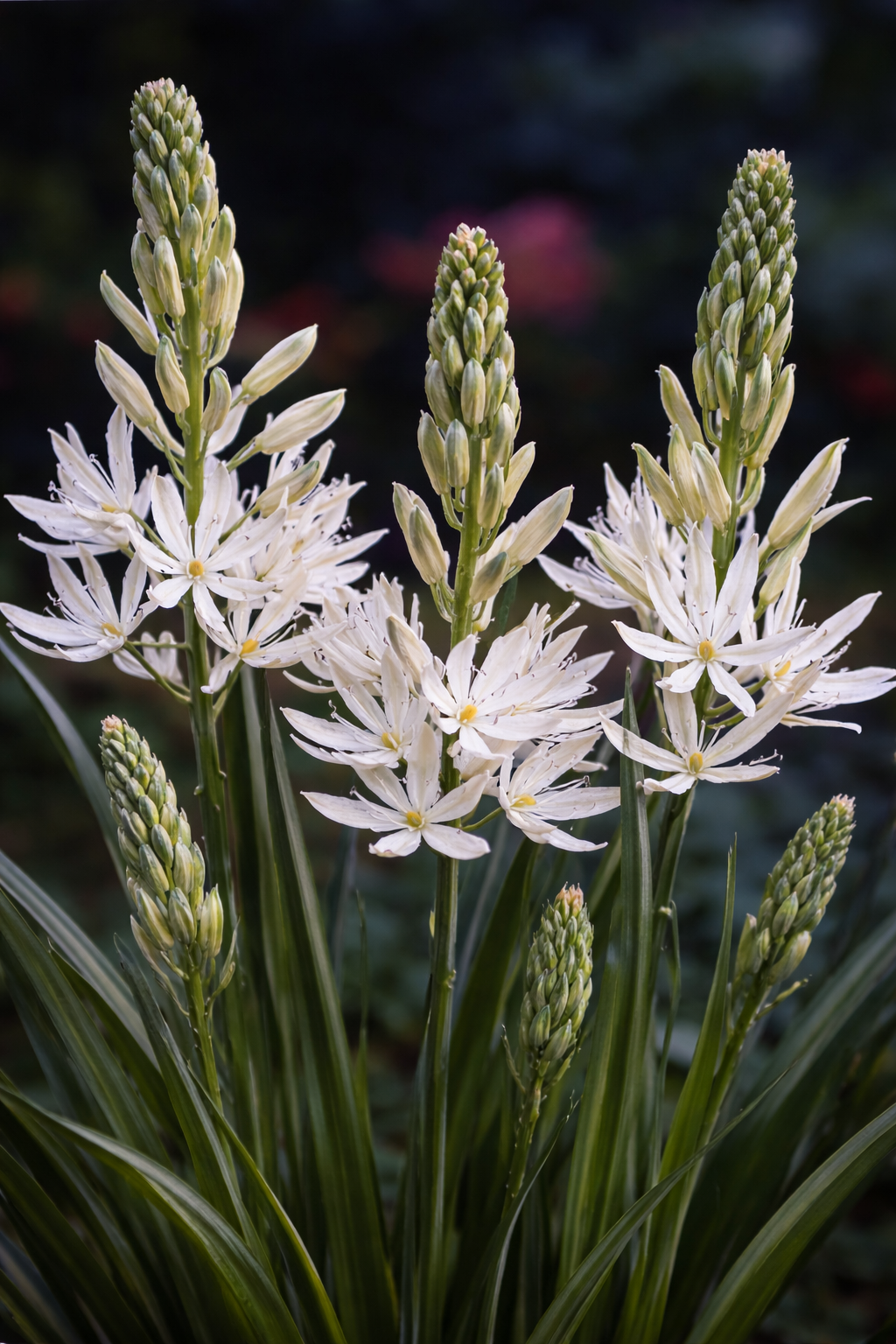 Szereti a nedves talajt, de a pangó vízet nem. Természetközeli kertekbe és tópart mellé tökéletesen illeszkedik.