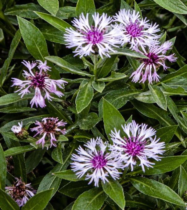 Bokrosodó évelő ezüstös lombbal.