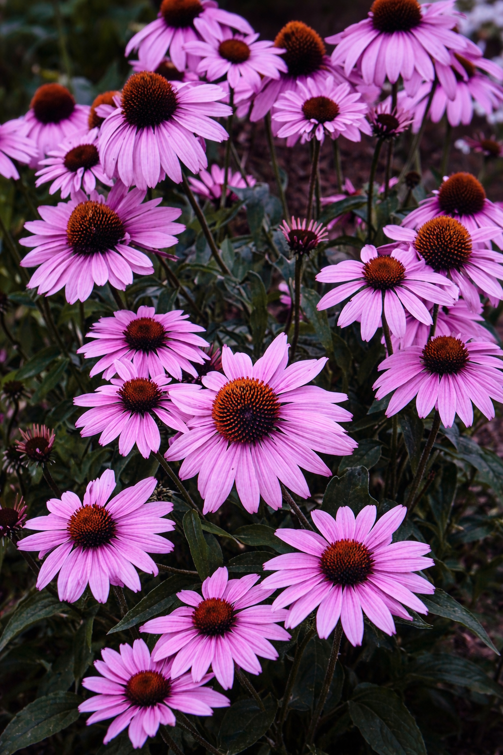 Nektároázis, már az első évtől virágzik.