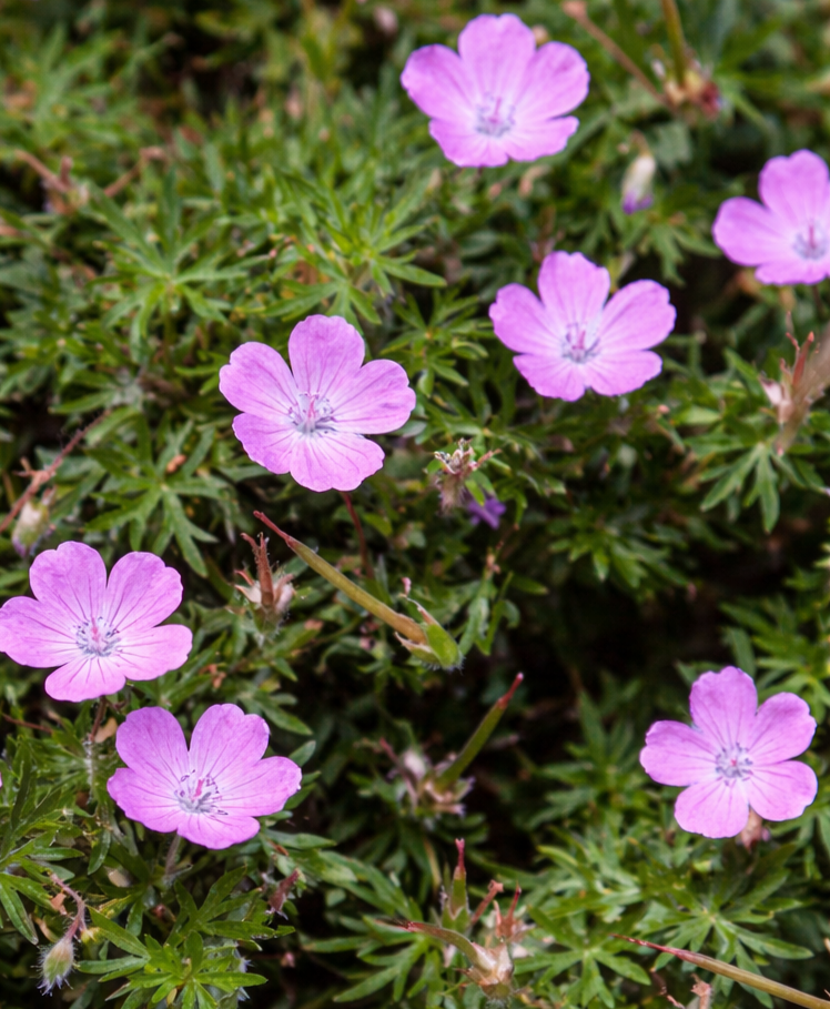 Évről évre szaporodik, hálás és sokrétű évelő.