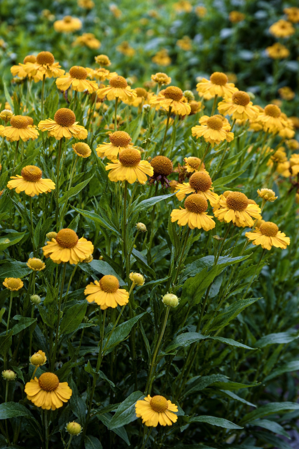 Évelőágyásokba vagy természetközeli kertekbe nektároázis, hosszú virágzási idő