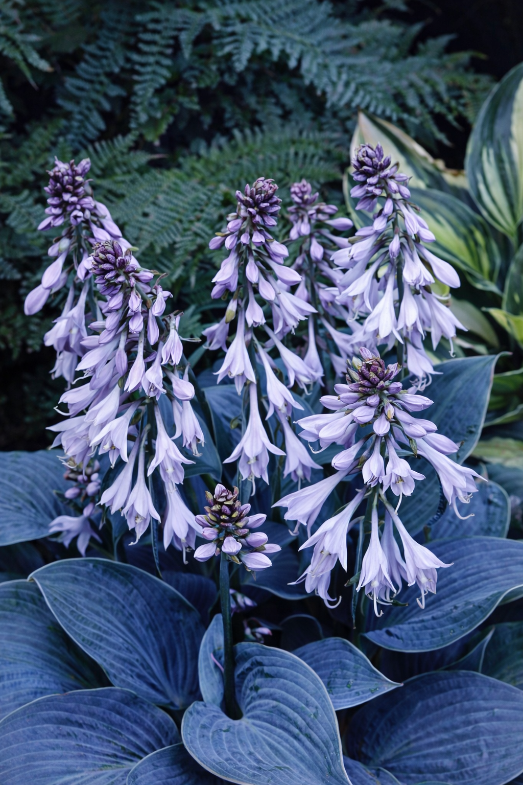 Levele kékes, csigák kevésbé károsítják