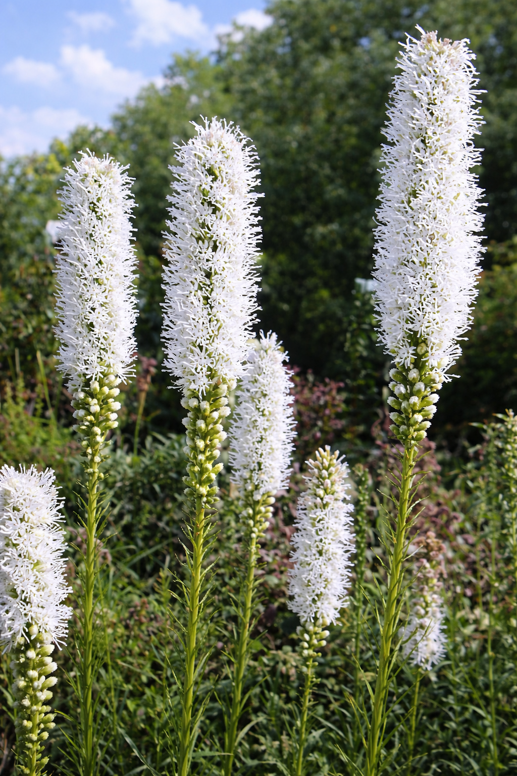 fehér színű, fürtös, bugaszerű virágzata nyáron nyílik. Évelőágyásba jól mutat egyéb napfénykedvelő évelőkkel.