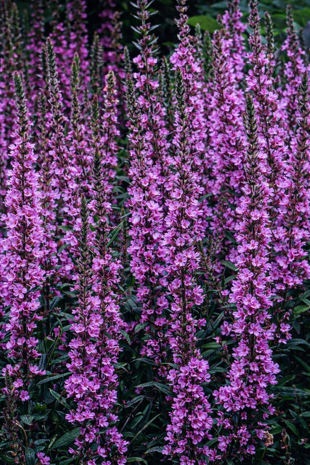 Folyamatosan nyirkos talajban érzi jól magát. Vízi növényként 10 cm-es vízbe telepíthető.