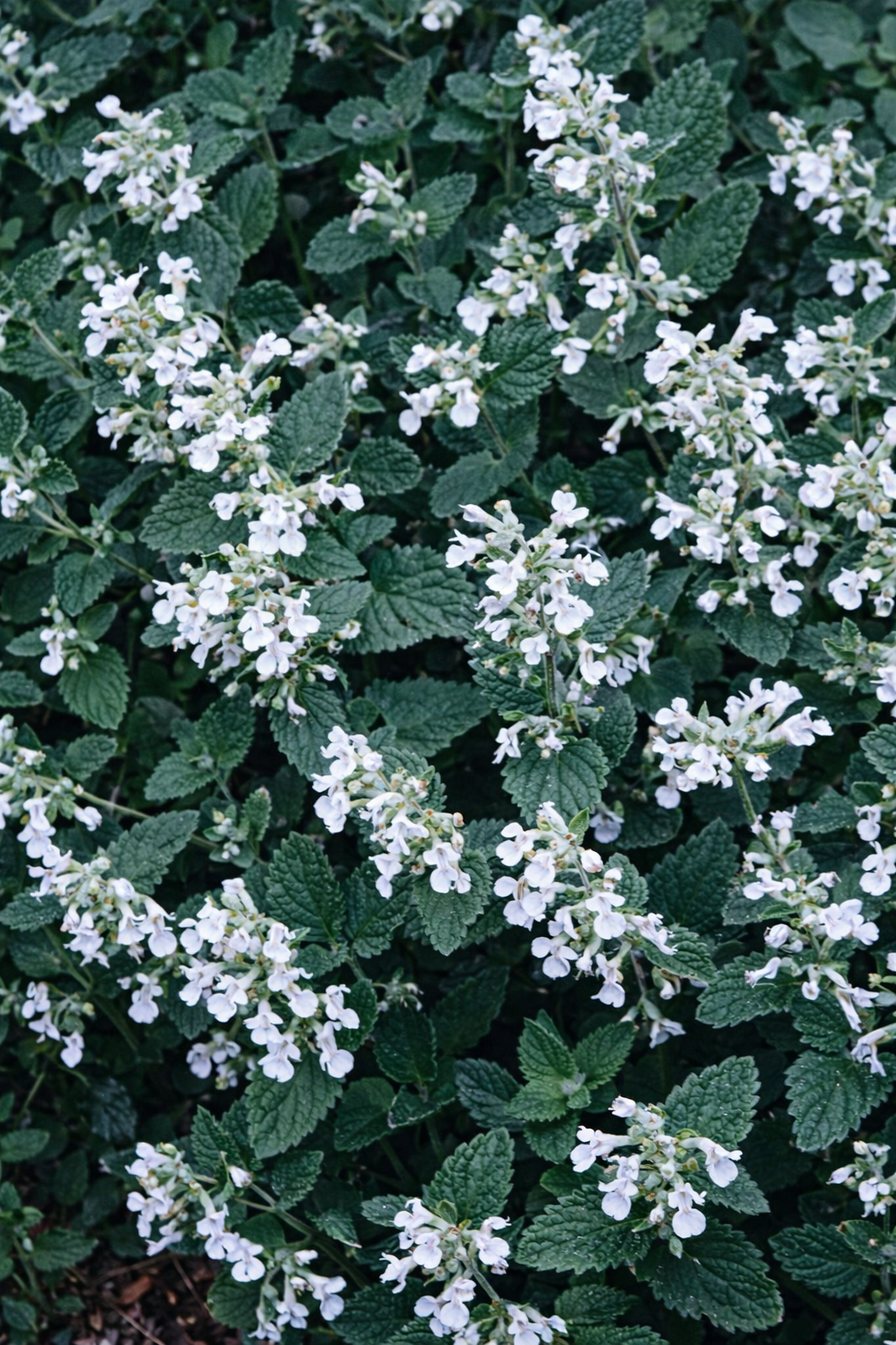 Igénytelen, szárazságtűrő, napos fekvésben érzi jól magát. Vonza a méheket, pillangókat és a cicákat :)