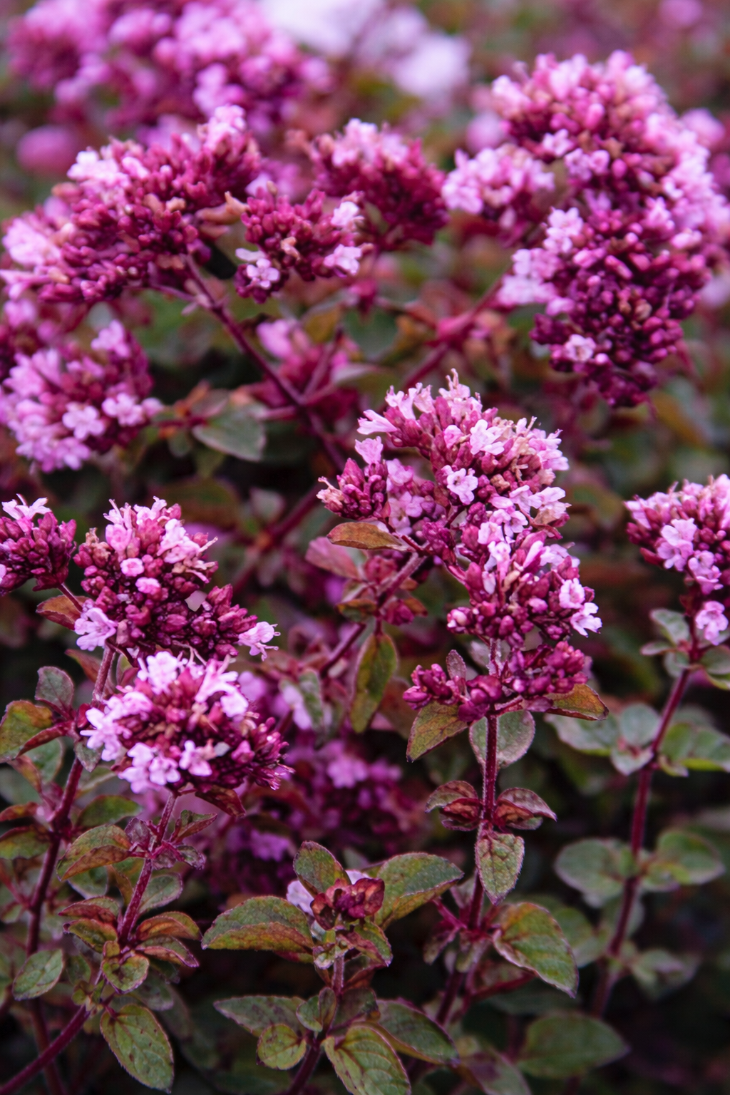 2 évenként a töveket érdemes visszavágni. Méh és pillangó mágnes