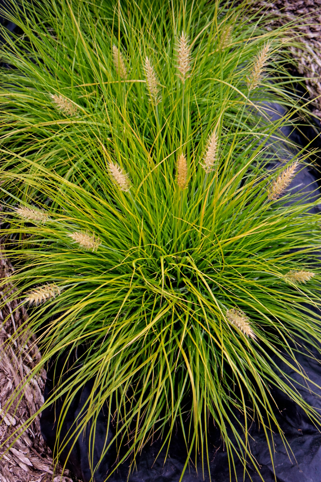 Kissé fagyérzékeny, ezért érdemes a téli védelem.