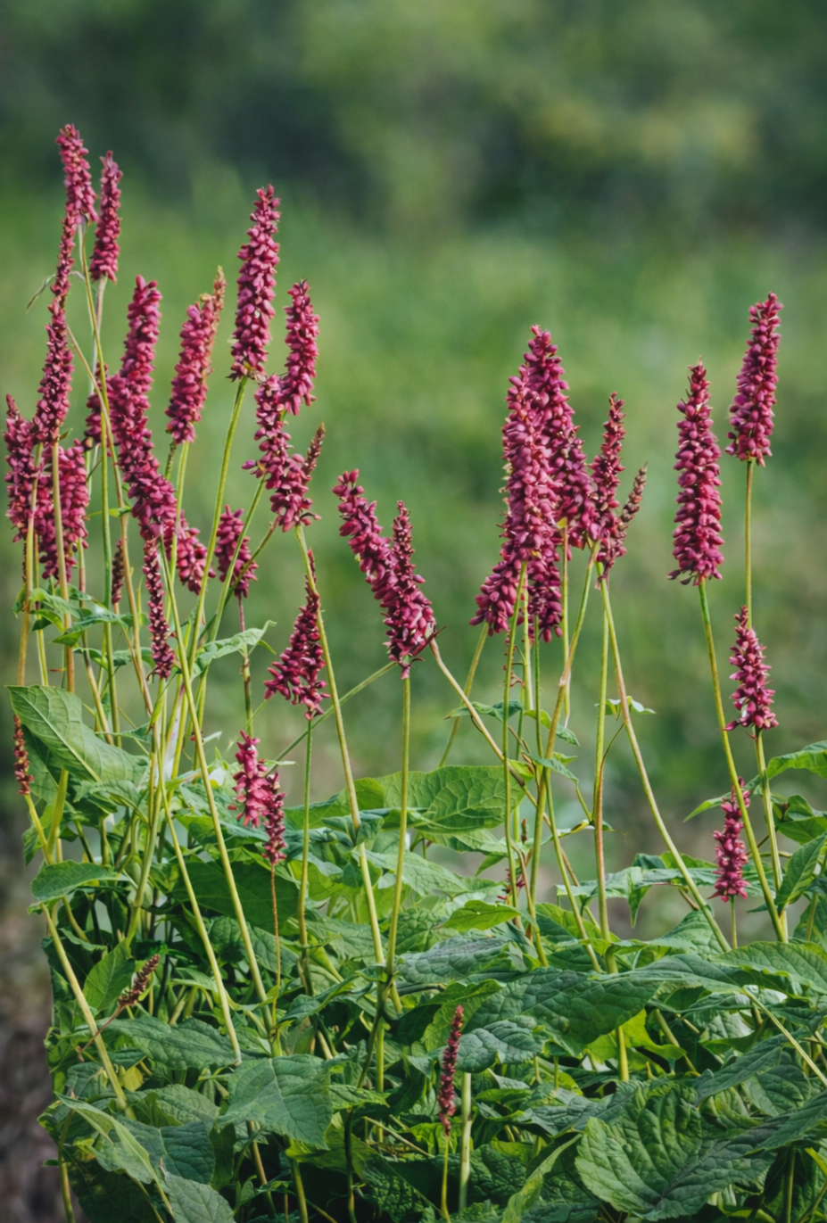 Vizek partjára tökéletes választás.