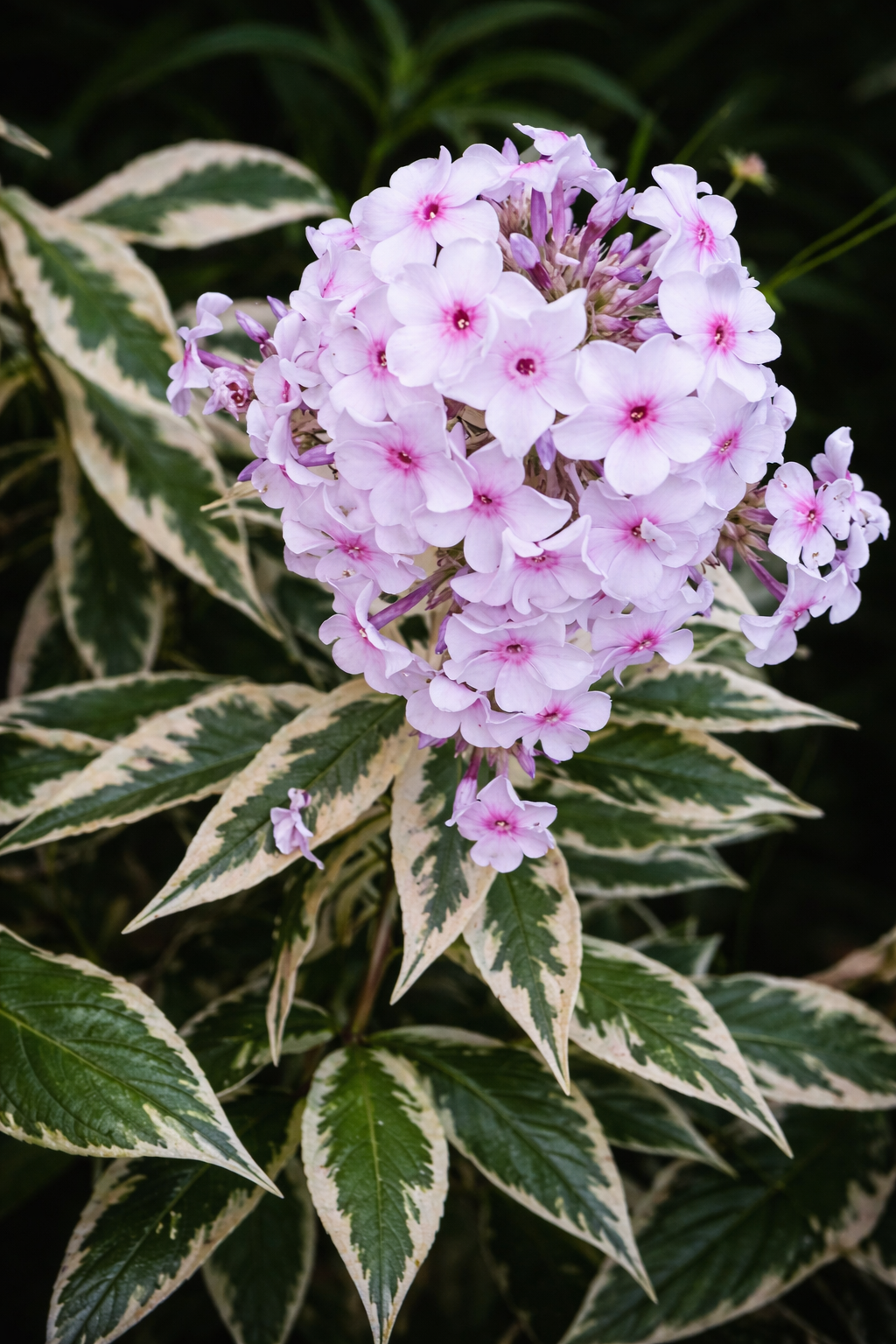 Fehér-zöld tarka levél