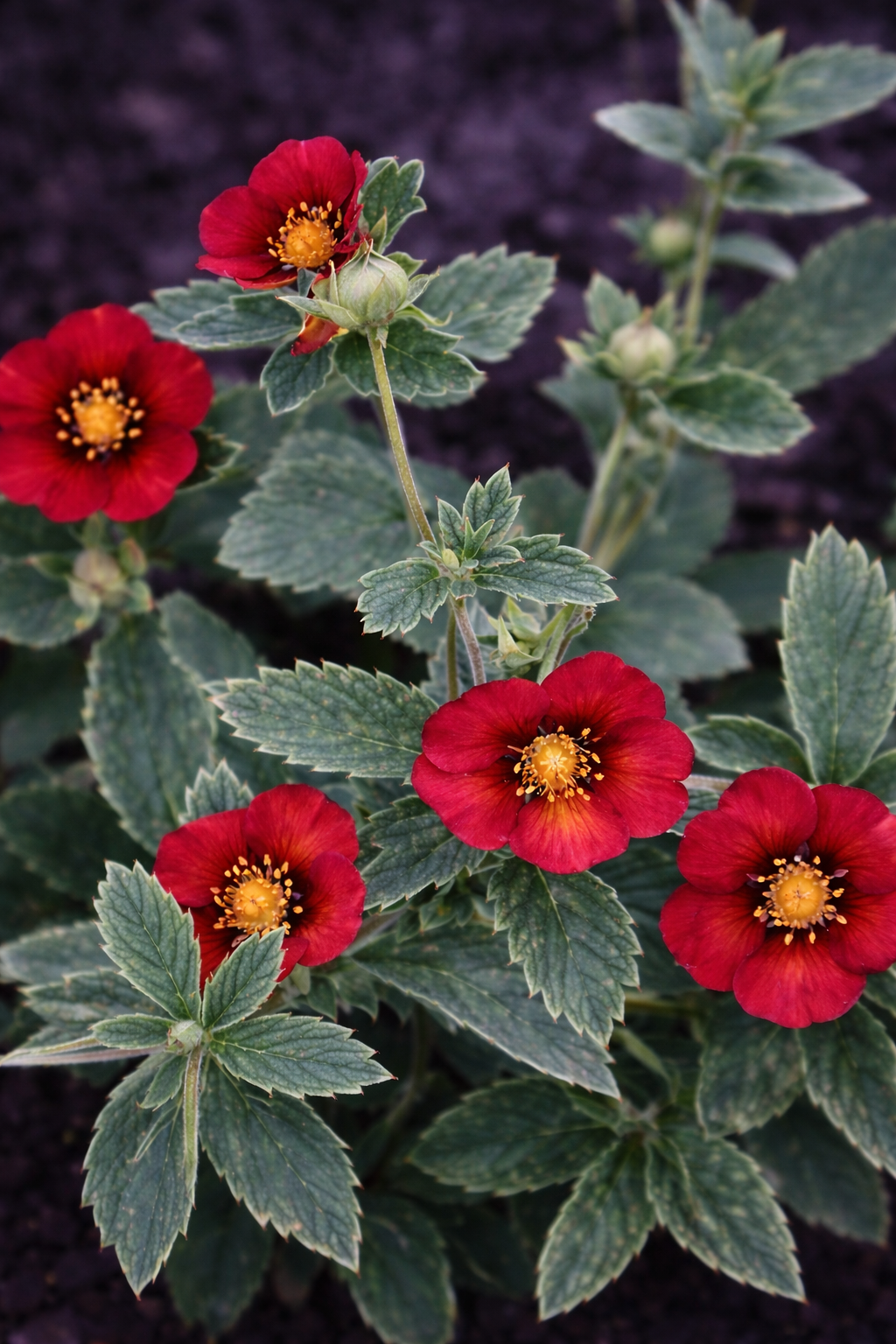 Tűző napot, szárazabb talajokat is elviseli 