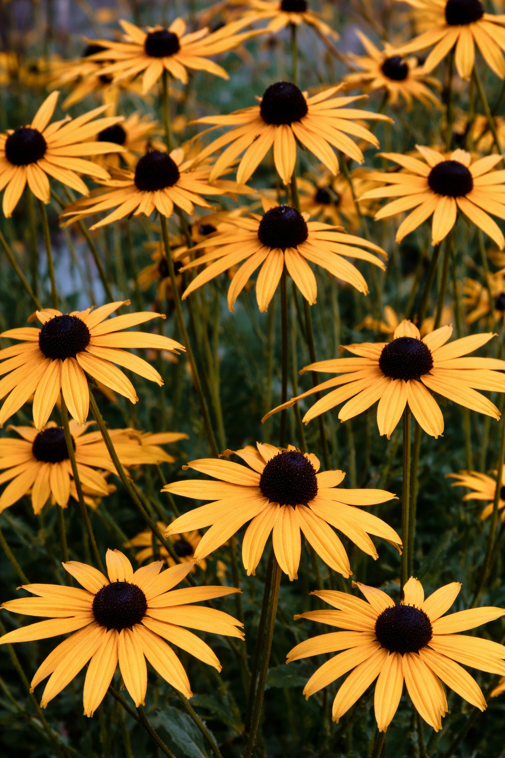 Évelőágyás, prérikert ideális növénye