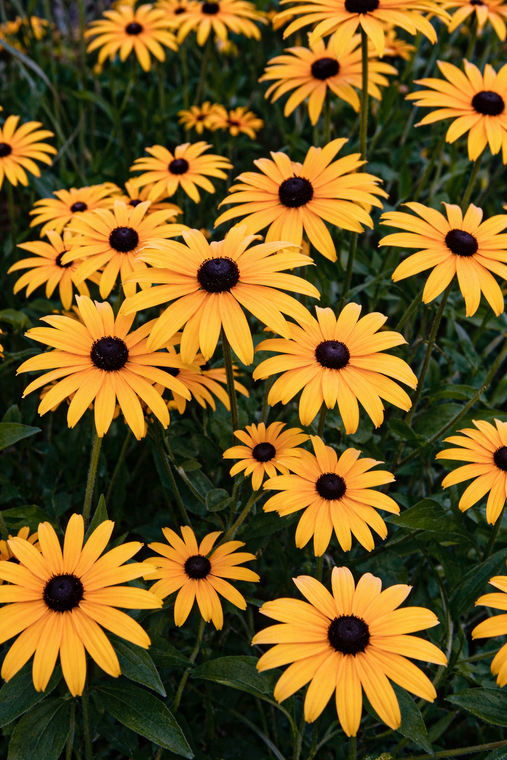 Szívos, szárazságtűrő évelő