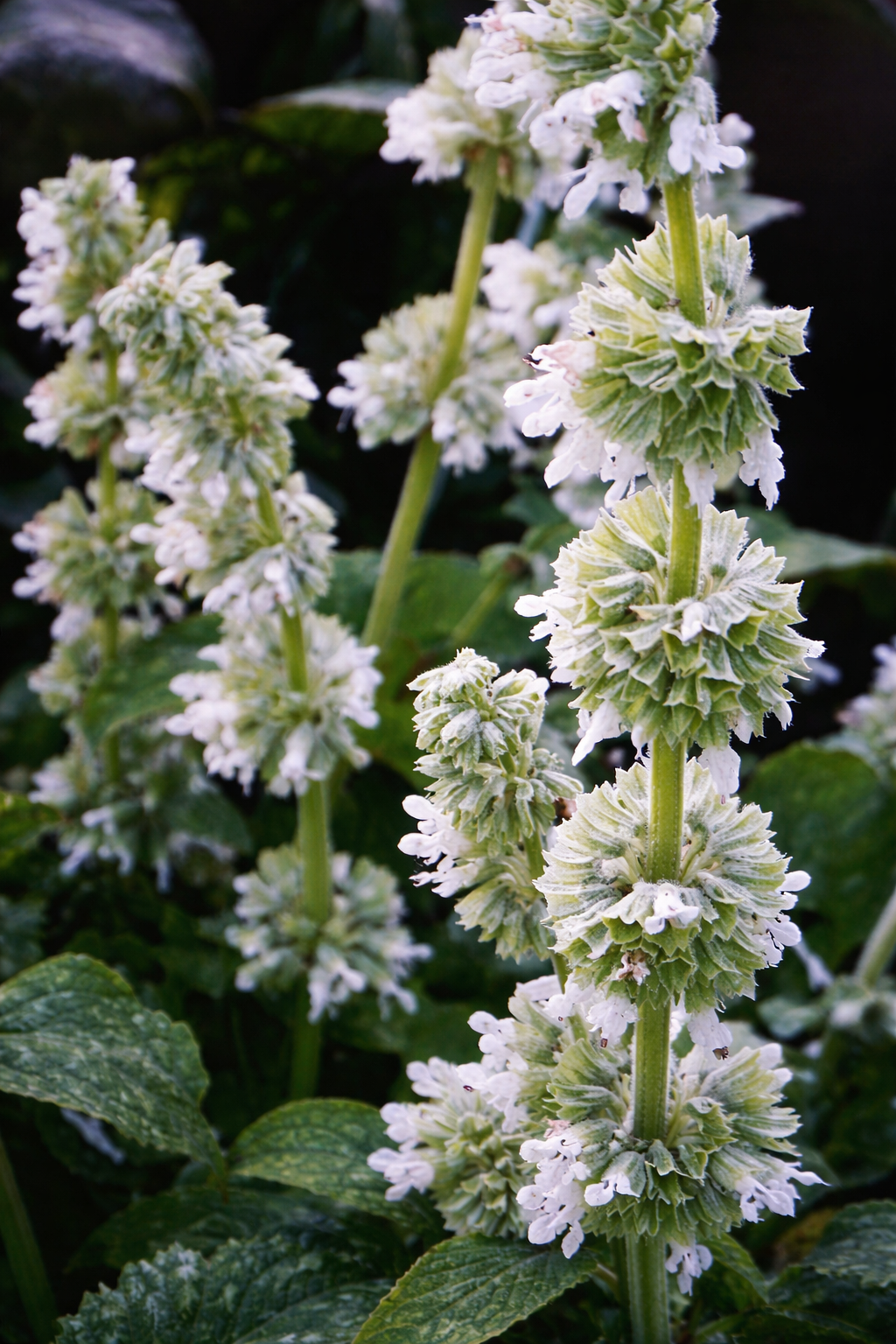 Jól bírja a szárazságot, és vonzza a beporzókat.