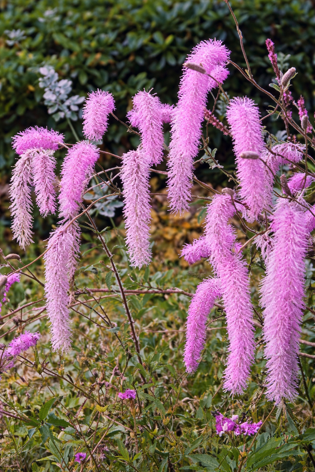 Vízigényes, dekoratív évelő