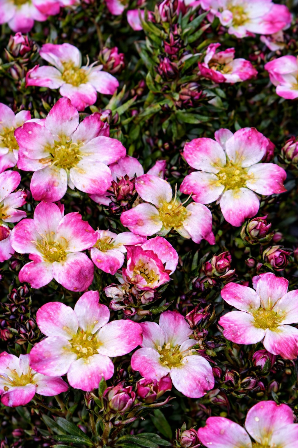 Félárnyékot kedvelő örökzöld