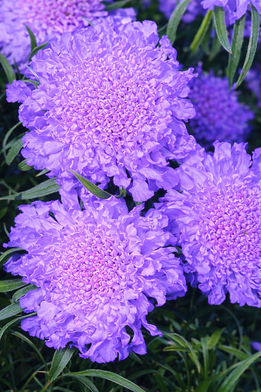 Rovarmágnes, sokáig virágzó évelő