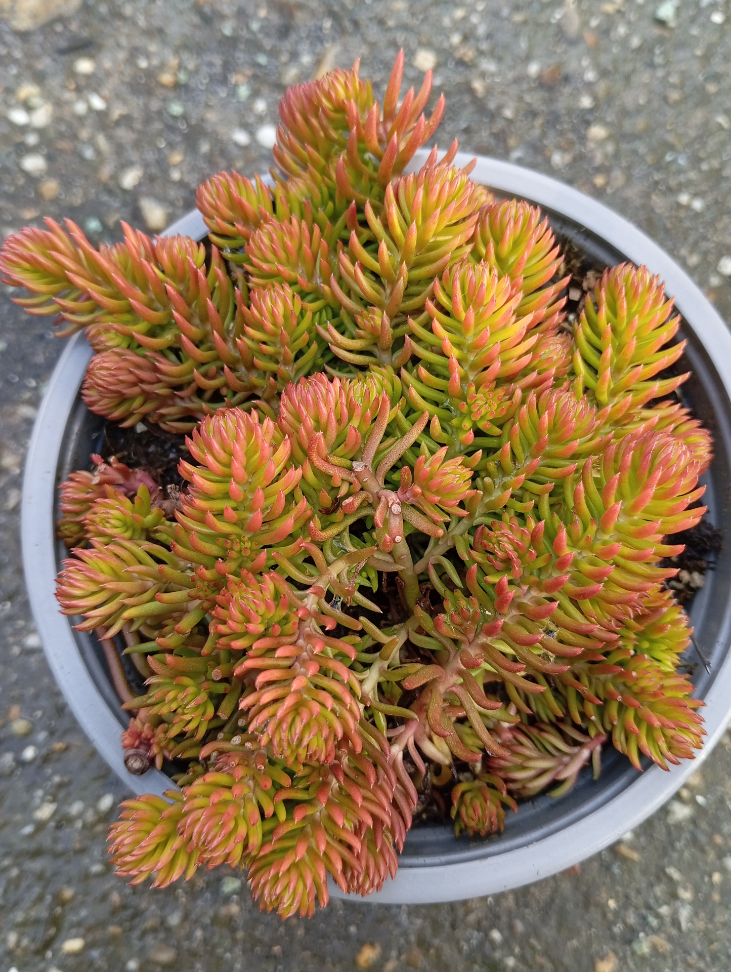 Sziklakertbe, talajtakarónak