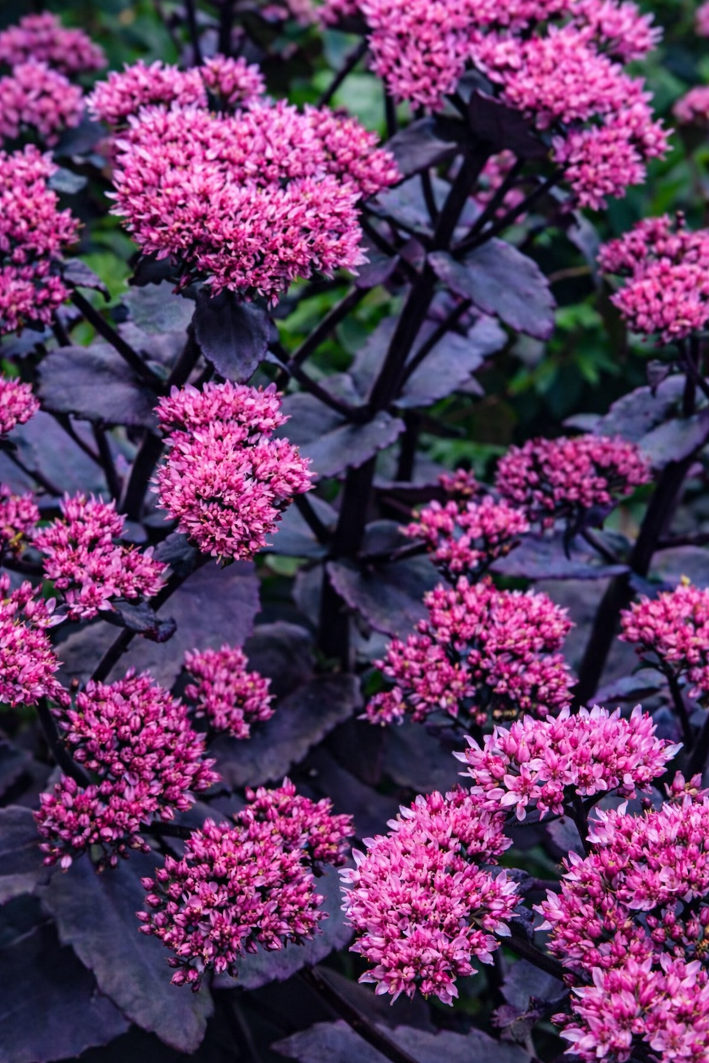 Szárazságtűrő, rovarmágnes, gyönyörű bordó levél