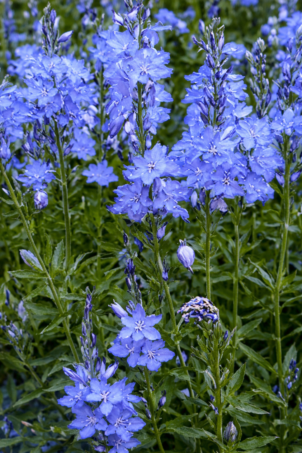 Évelőágyás és természetközeli kert remek évelője