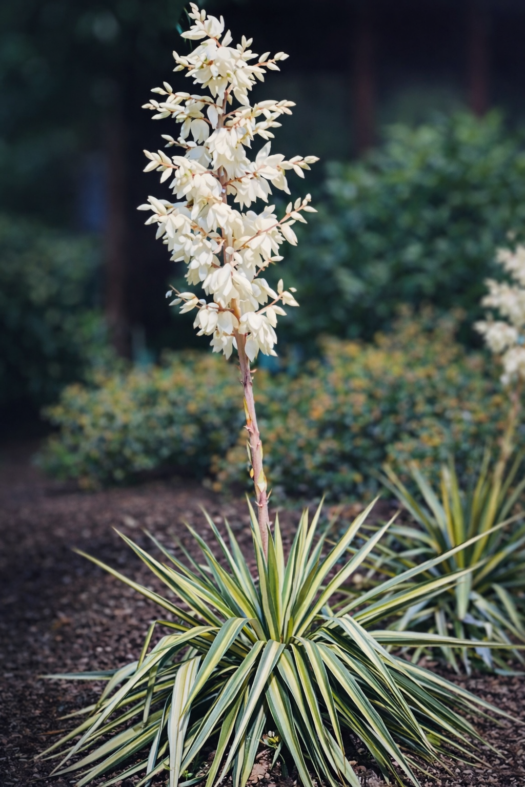 Levelével is díszítő sárga-zöld tarka, szárazságtűrő évelő