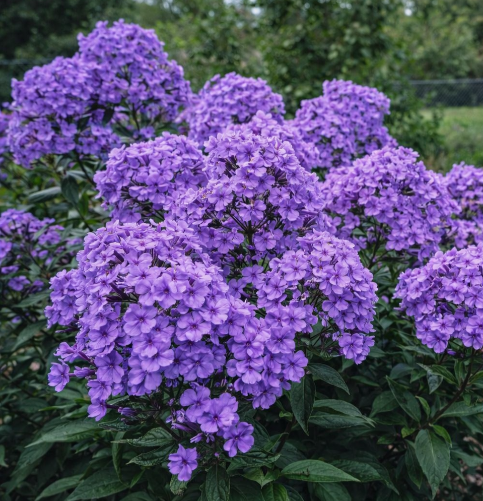 Bokros növekedésű, rovarmágnes